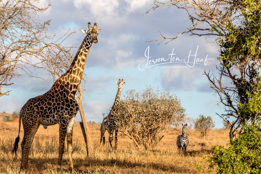 Maasai giraffe