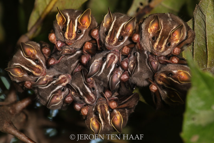 Cluster of bats Jeroen ten Haaf
